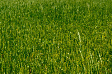 green wheat texture