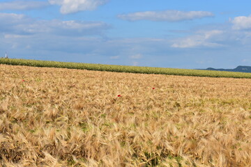 Summer 2024 Wheat fields in Hesse Germany
