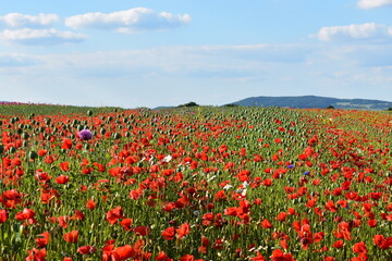 Summer 2024 Poppy fields in Hesse Germany