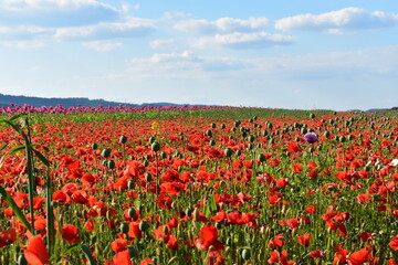 Summer 2024 Poppy fields in Hesse Germany