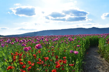Summer 2024 Poppy fields in Hesse Germany