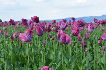 Fototapeta premium Summer 2024 Poppy fields in Hesse Germany