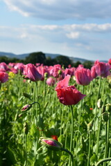 Summer 2024 Poppy fields in Hesse Germany