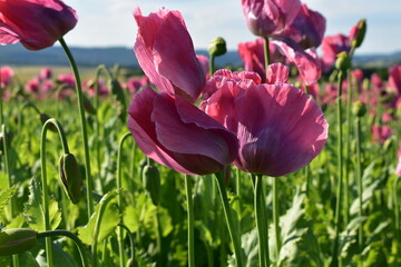 Summer 2024 Poppy fields in Hesse Germany
