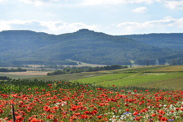 Summer 2024 Poppy fields in Hesse Germany