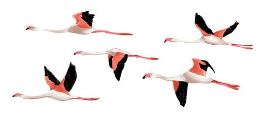 pink flamingos isolated Hand drawn illustration on a transparent background flying