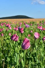Obraz premium Summer 2024 Poppy fields in Hesse Germany