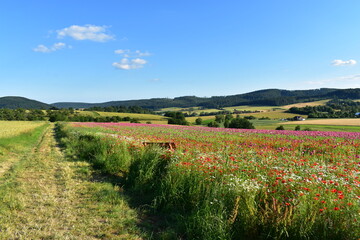 Summer 2024 Poppy fields in Hesse Germany