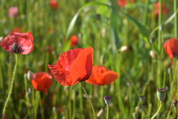 Summer 2024 Poppy fields in Hesse Germany