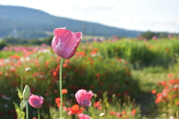 Summer 2024 Poppy fields in Hesse Germany