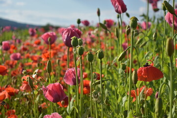 Summer 2024 Poppy fields in Hesse Germany