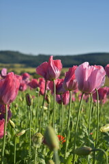 Summer 2024 Poppy fields in Hesse Germany