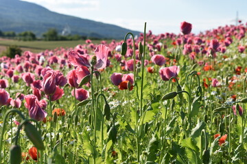 Summer 2024 Poppy fields in Hesse Germany