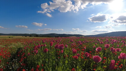 Summer 2024 Poppy fields in Hesse Germany