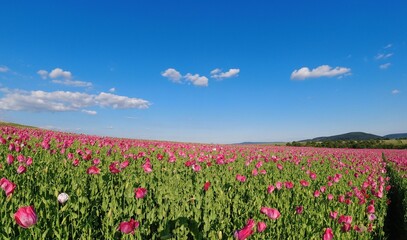 Summer 2024 Poppy fields in Hesse Germany