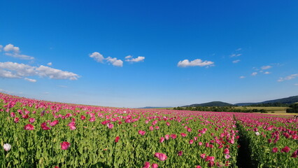 Summer 2024 Poppy fields in Hesse Germany