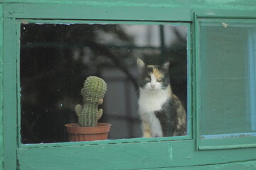 Cat in the window next to a cactus