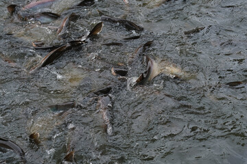 Fish in the pond for cooking