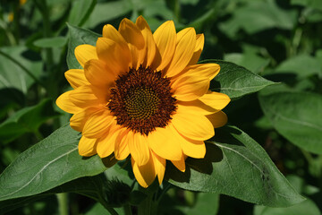 Sunflowers blooming in the park