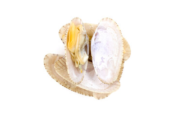 Closed up fresh baby clams, venus shell, shellfish,  short necked clams, as raw food from the sea are the seafood ingredients.