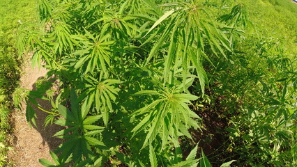 Cannabis field in Hessia summer 2024