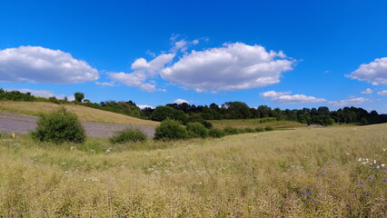 Fototapeta premium Summer 2024 Wheat fields in Hesse Germany