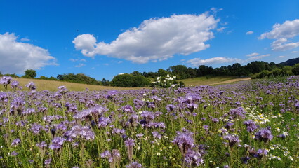 Summer 2024 Poppy fields in Hesse Germany