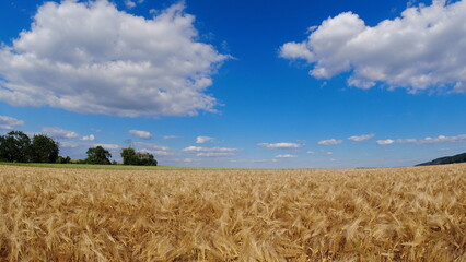 Summer 2024 Wheat fields in Hesse Germany