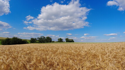 Summer 2024 Wheat fields in Hesse Germany