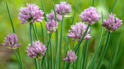 Fototapeta premium Scientific name for Chives Allium schoenoprasum