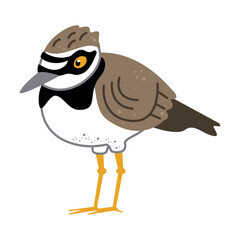 sandpiper cartoon shorebird