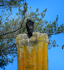 Black Vulture Perches on Chimney