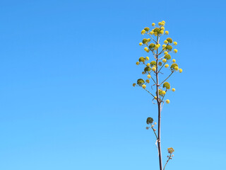 Yellow blossoms of a blooming Agave americana plant with blue sky