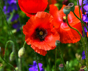 Closeup of Red Poppy