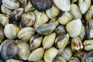 Fresh clams for seafood background