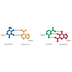 Diagram showing hydrogen bonds between DNA nitrogenous bases - Cytidine, Guanosine, Adenosine, Thymidine. simple schematic illustration.