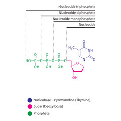 Diagram of nucleoside - Deoxythymidine  mono, di and trip phosphate skeletal structure schematic illustration, Nucleoside molecule.