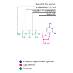 Diagram of nucleotide - Cytidine  mono, di and trip phosphate skeletal structure schematic illustration, Nucleoside molecule.