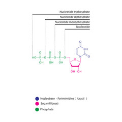 Diagram of nucleotide - Uridine  mono, di and trip phosphate skeletal structure schematic illustration, Nucleoside molecule.