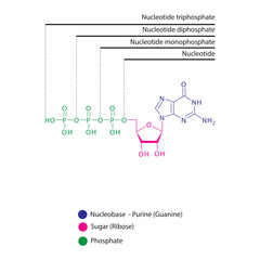 Diagram of nucleotide - Guanosine  mono, di and trip phosphate skeletal structure schematic illustration, Nucleoside molecule.