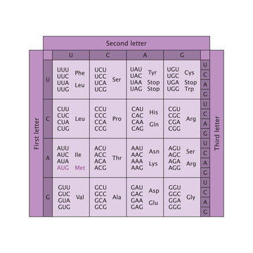 Table of RNA Codons - Genetic biological code of amino acids. Amino acid sequence chart. Eps 10 vector illustration.