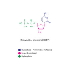 Deoxycytidine diphosphat (dCDP) skeletal structure schematic illustration, Nucleoside molecule.