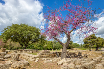 Olympia archaeological site with ruins and beautiful pink plooming flowers, Greece