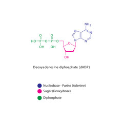 Deoxyadenosine diphosphate (dADP) skeletal structure schematic illustration, Nucleoside molecule.