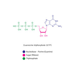 Guanosine triphosphate (GTP) skeletal structure schematic illustration, Nucleoside molecule.