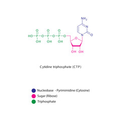 Cytidine triphosphate (CTP) skeletal structure schematic illustration, Nucleoside molecule.
