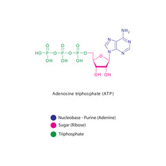 Adenosine triphosphate (ATP) skeletal structure schematic illustration, Nucleoside molecule.