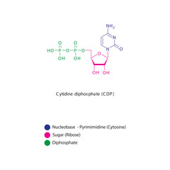 Cytidine diphosphate (CDP) skeletal structure schematic illustration, Nucleoside molecule.