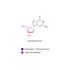 Deoxyguanosine skeletal structure schematic illustration, Nucleoside molecule.