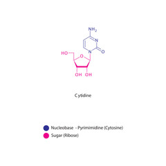 Cytidine skeletal structure schematic illustration, Nucleoside molecule.
